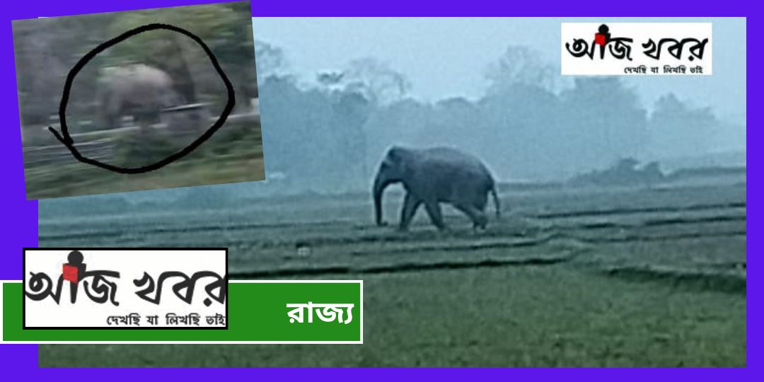 সাত সকালে লোকালয়ে দলছুট হাতি, দেখতে ভিড় এলাকাবাসীর