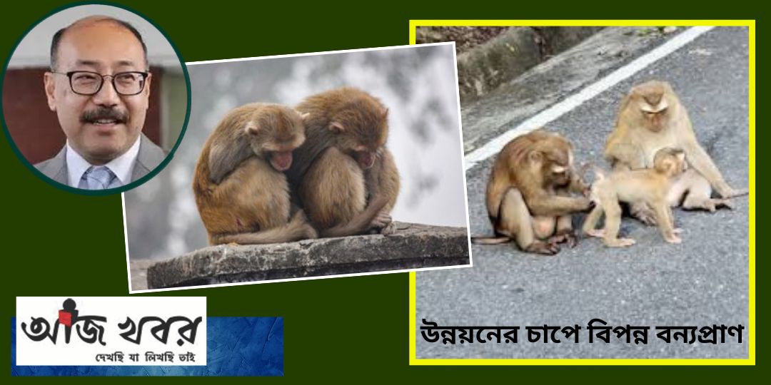 উন্নয়নের চাপে বিপন্ন বন্যপ্রাণ—জরুরি পদক্ষেপের দাবি