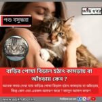 বাড়ির পোষা বিড়াল হঠাৎ কামড়ায় বা আঁচড়ায় কেন ? 1 POSHU news1